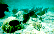 Snorkle in Hawaii