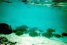 Black fish