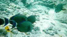 Black fish