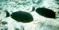 Black fish
