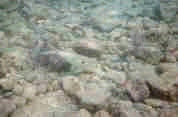 Black fish